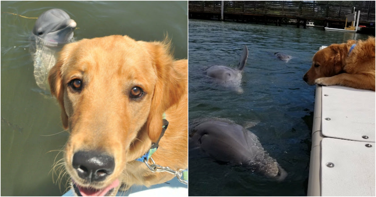 Dolphin and Golden Retriever: An Unlikely Friendship Captures Hearts Online