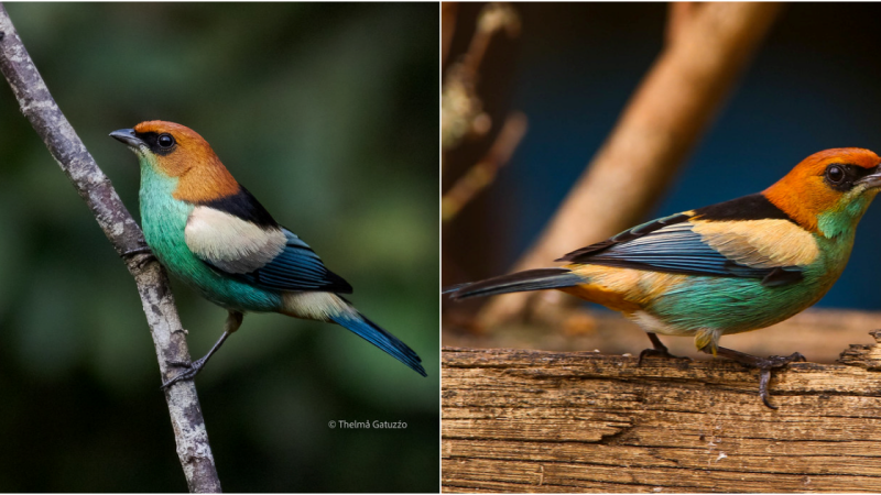 The Enchanting Black-Backed Tanager: Guardian of South America’s Splendor