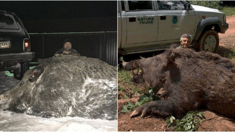 The Formidable Wild Boar: An Unlikely Warrior against Majestic Tigers and Leopards