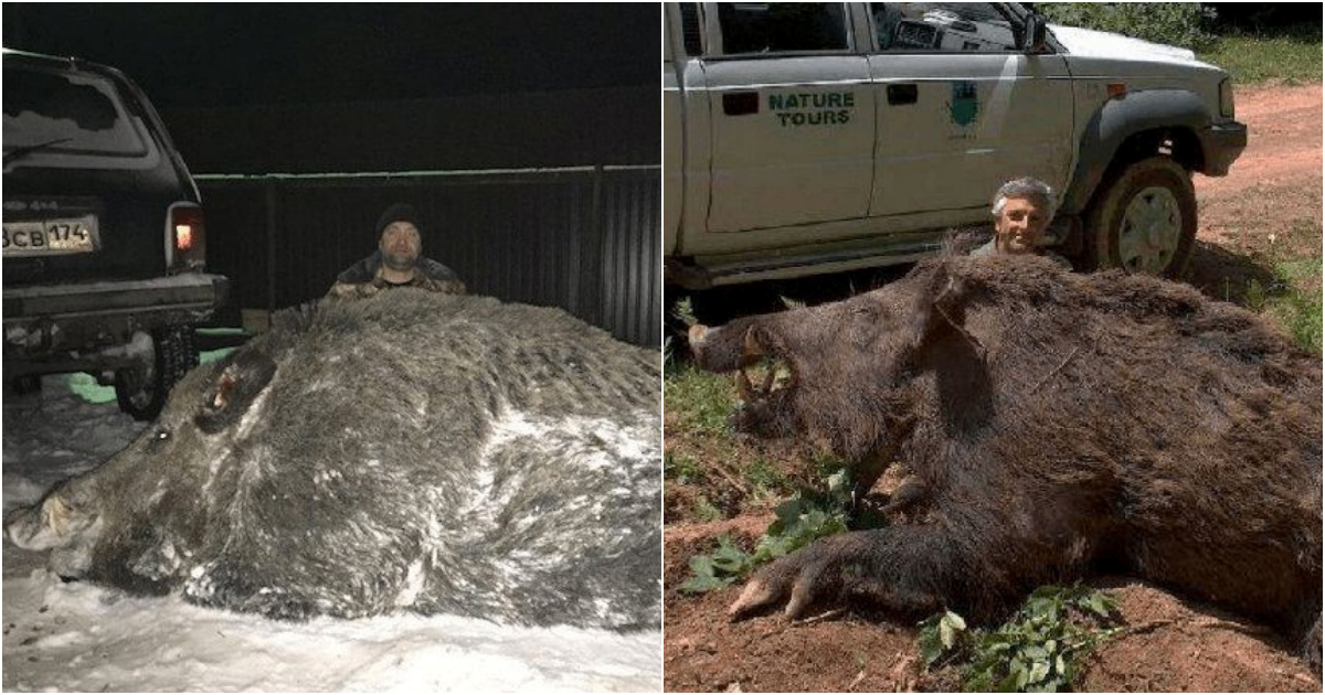 The Formidable Wild Boar: An Unlikely Warrior against Majestic Tigers and Leopards