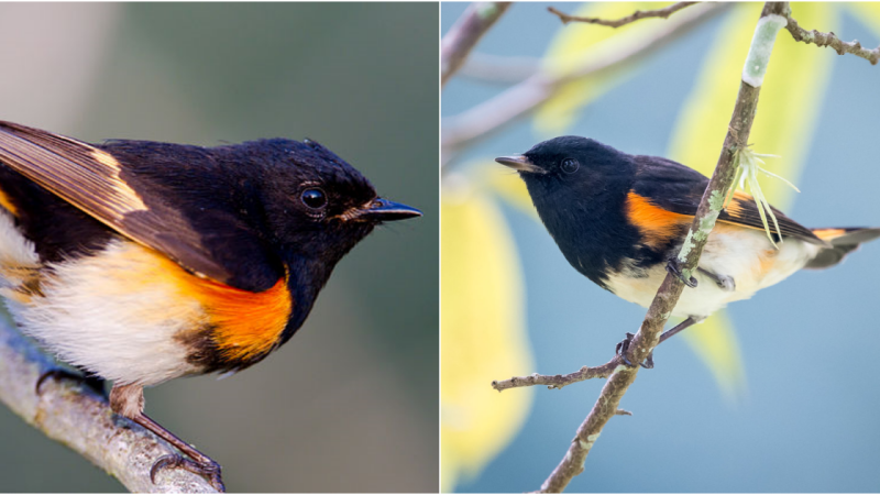 Discovering the American Redstart: A Colorful Warbler of North America