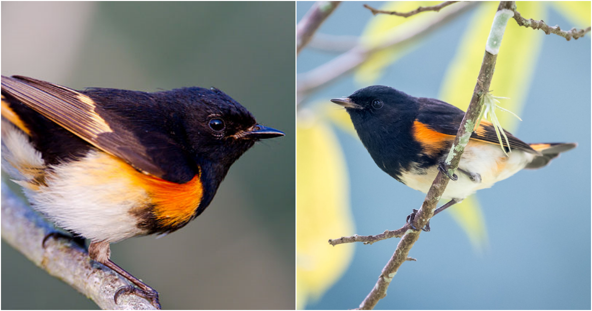 Discovering the American Redstart: A Colorful Warbler of North America