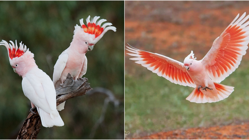 Discovering the Enchantment: 7 Astonishing Tidbits About Major Mitchell’s Cockatoo