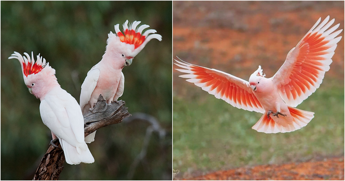 Discovering the Enchantment: 7 Astonishing Tidbits About Major Mitchell’s Cockatoo