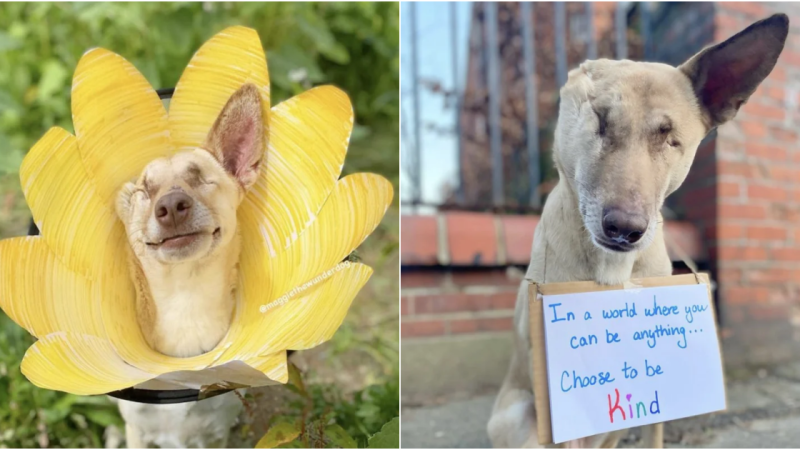 From Tragedy to Triumph: Maggie the Blind Therapy Dog Inspires Healing and Hope