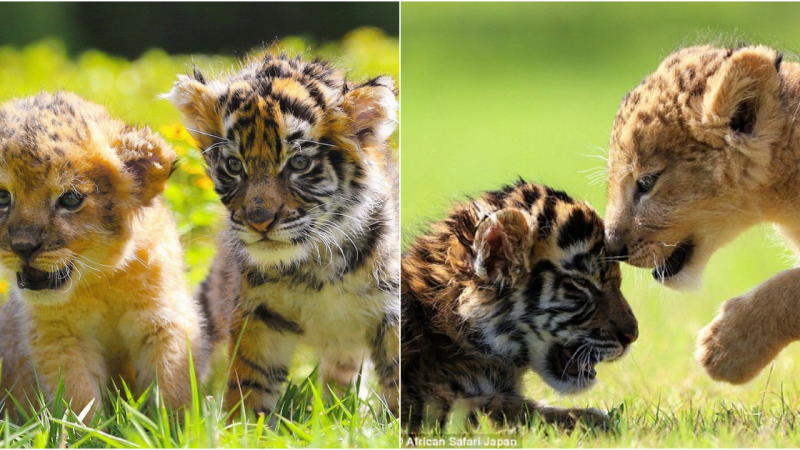 Heartwarming Bond: Lion and Tiger Cubs Forge Unlikely Friendship at Japanese Zoo