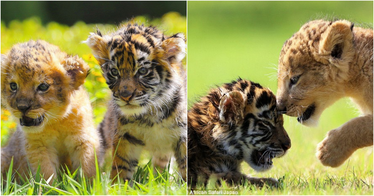 Heartwarming Bond: Lion and Tiger Cubs Forge Unlikely Friendship at Japanese Zoo