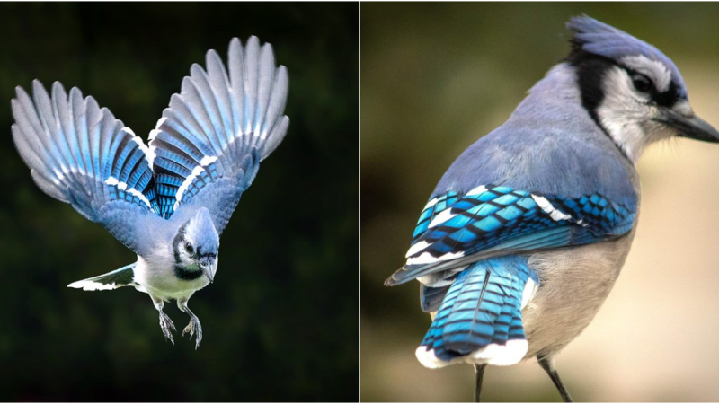 Soar with Splendor: Witness the Astonishing Aerobatics of the Blue Jay