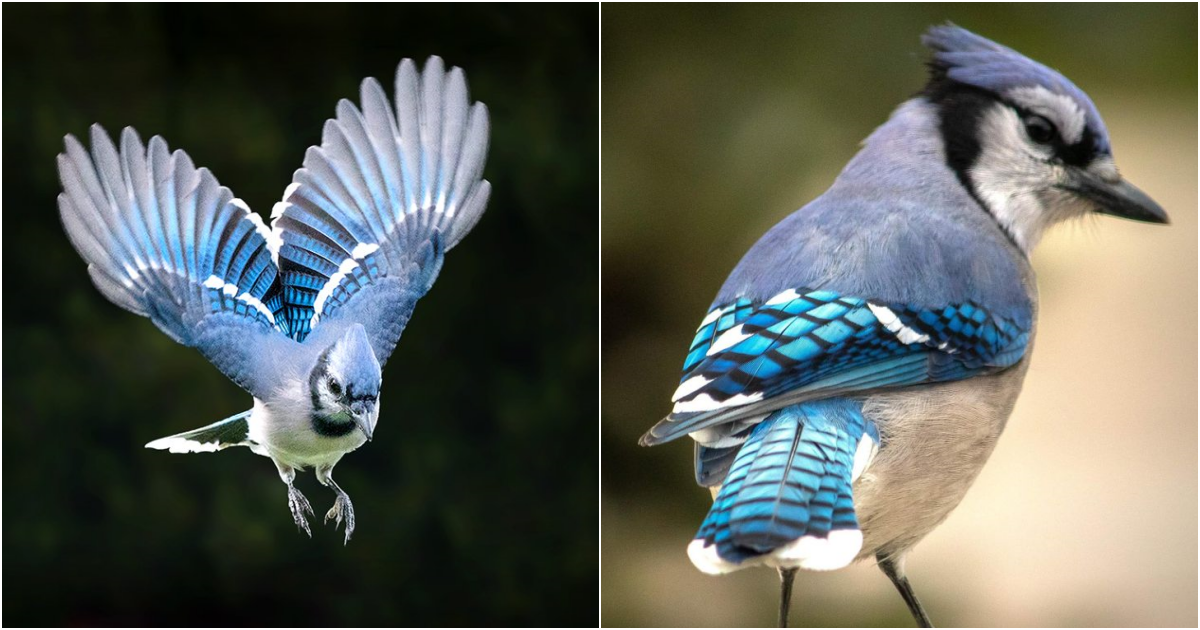 Soar with Splendor: Witness the Astonishing Aerobatics of the Blue Jay