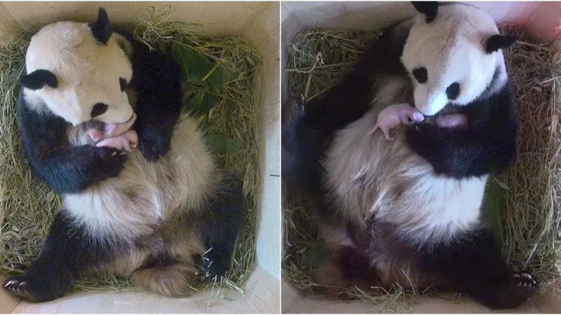 Heartwarming Surprise: Giant Panda Yang Welcomes Twin Cubs at Schönbrunn Zoo