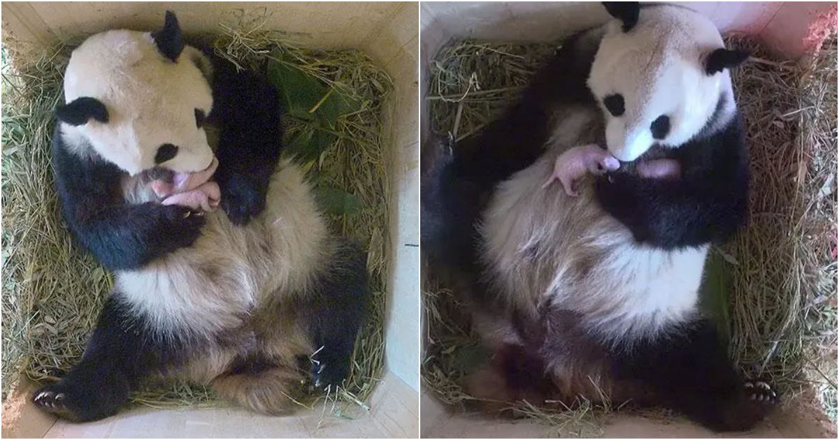 Heartwarming Surprise: Giant Panda Yang Welcomes Twin Cubs at Schönbrunn Zoo