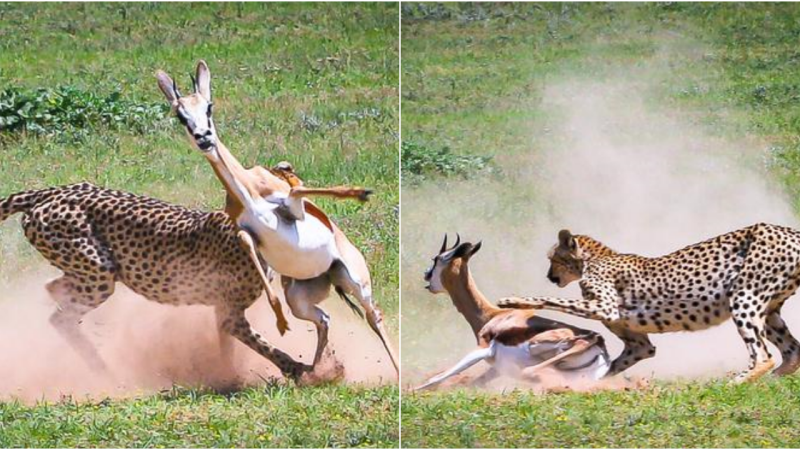 Amazing Cheetah Hunt: Witnessing the Graceful Predator Take Down Two Springboks in Minutes!