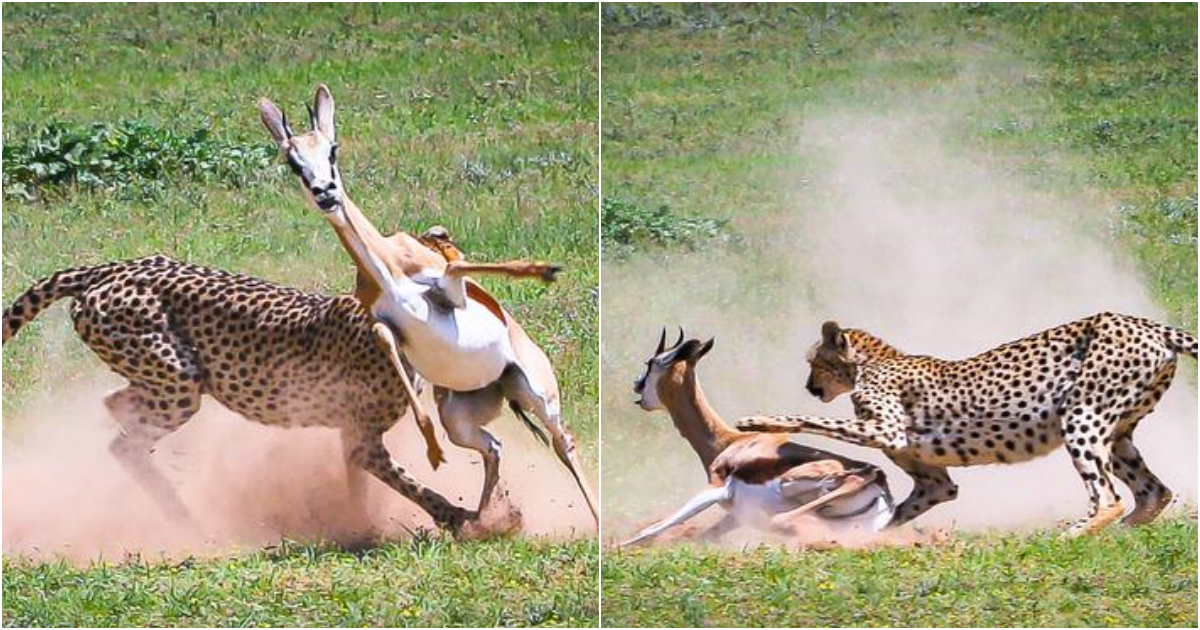 Amazing Cheetah Hunt: Witnessing the Graceful Predator Take Down Two Springboks in Minutes!