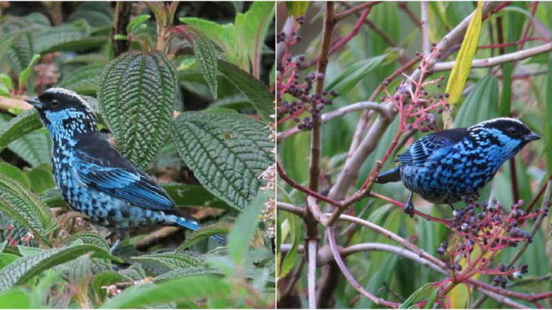 The Enchanting Beryl-Spangled Tanager: A Marvel of Turquoise Elegance