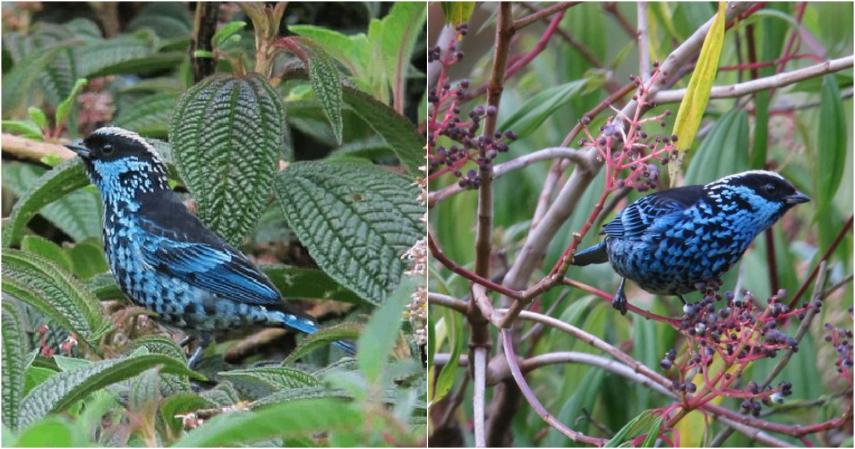 The Enchanting Beryl-Spangled Tanager: A Marvel of Turquoise Elegance