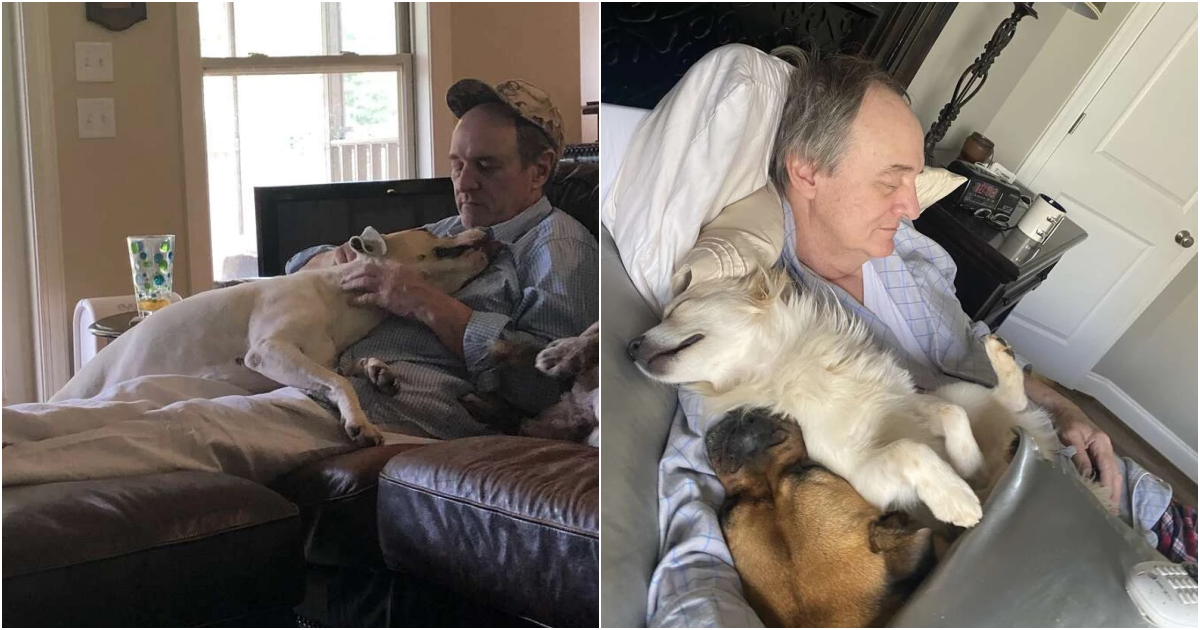 Dad’s Heartwarming Connection: Napping with the Neighborhood Dogs