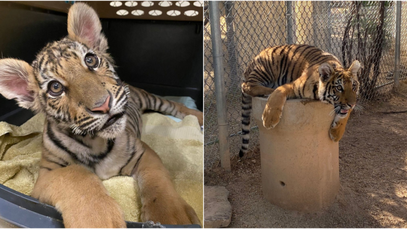 Resilience and Renewed Hope: Baby Tiger Cub Emerges from Dog-Sized Cage into a Bright Future