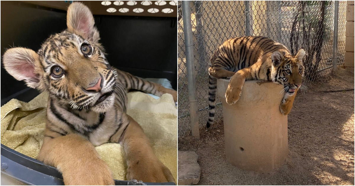 Resilience and Renewed Hope: Baby Tiger Cub Emerges from Dog-Sized Cage into a Bright Future