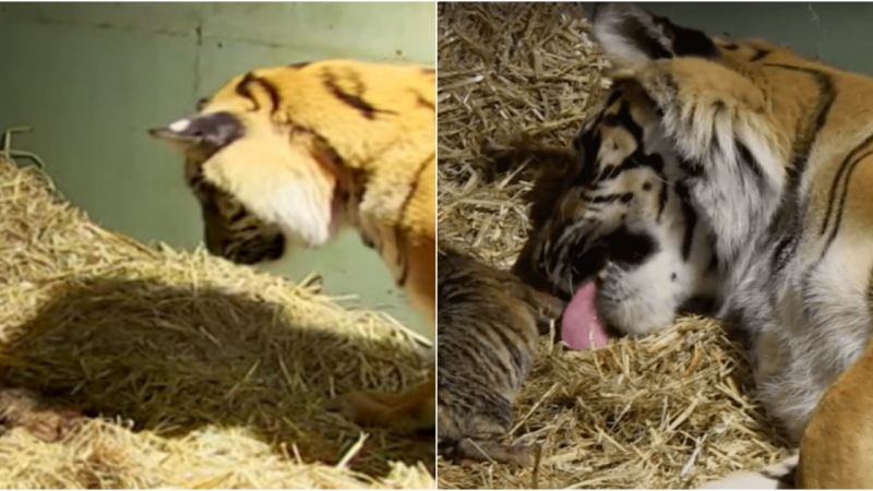 Remarkable Display of Maternal Instincts: Mother Tiger Rescues Unresponsive Twin Cubs in Astonishing Moment