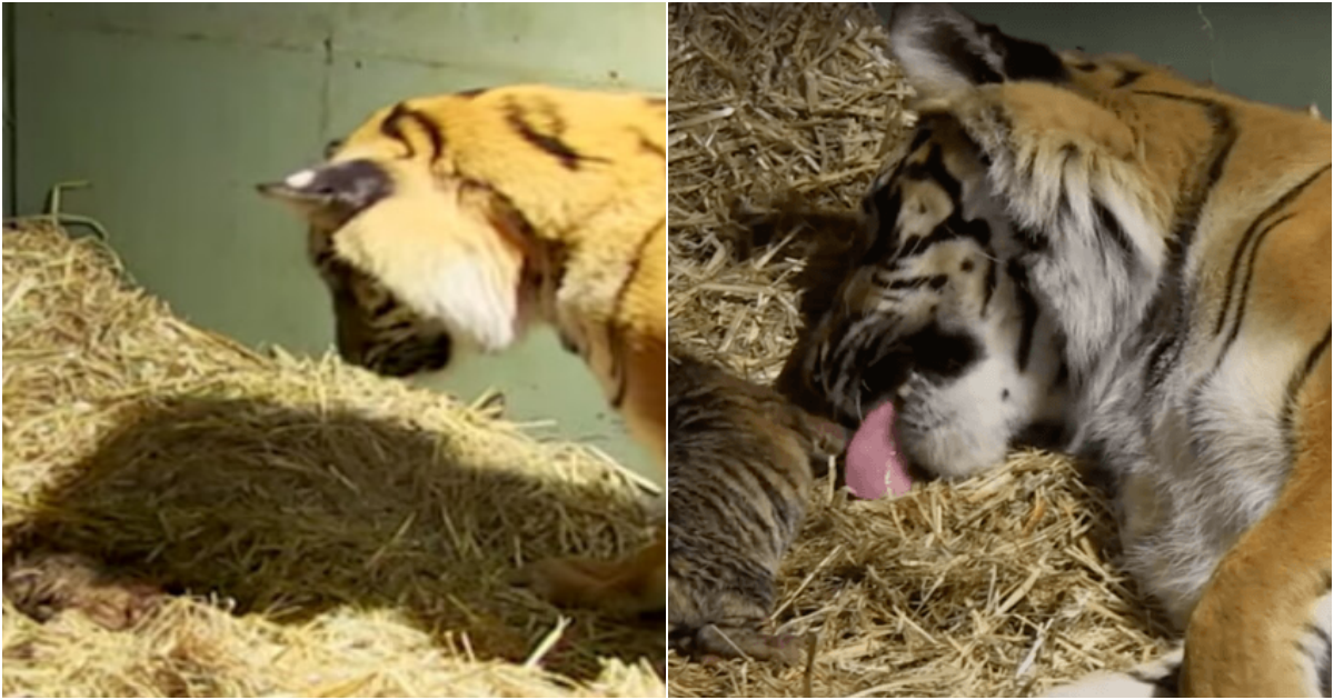 Remarkable Display of Maternal Instincts: Mother Tiger Rescues Unresponsive Twin Cubs in Astonishing Moment