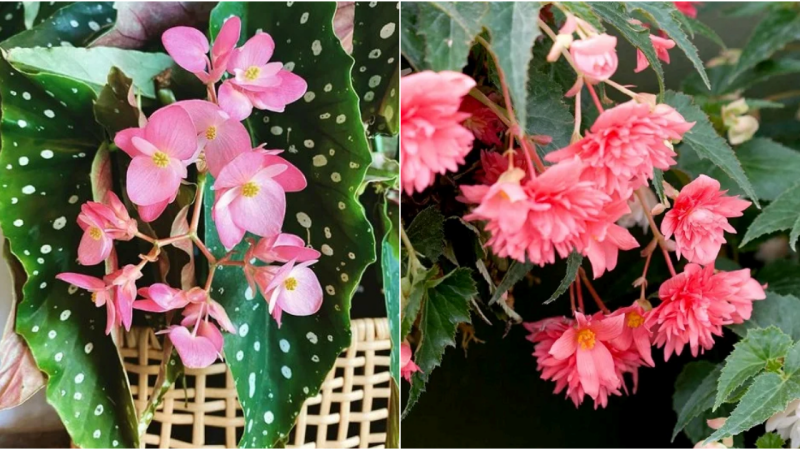 7 Captivating Pink Begonias That Will Inspire Your Gardening Journey