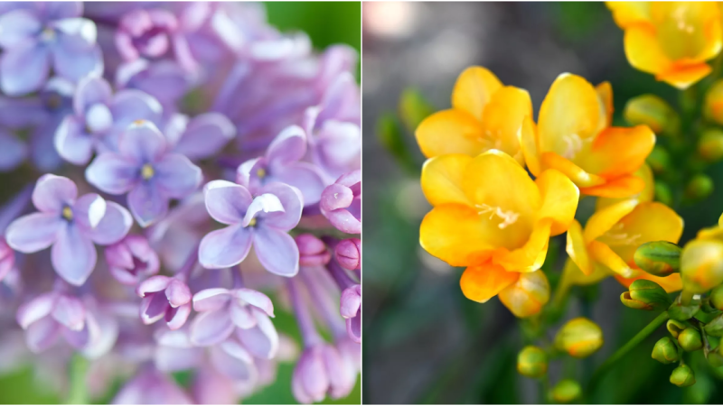 Exploring the World’s Most Enchanting Fragrant Flowers