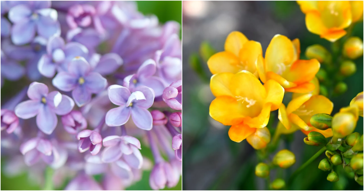 Exploring the World’s Most Enchanting Fragrant Flowers