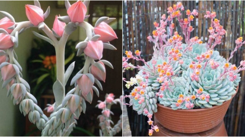 Exploring the Splendor of Succulent Flowers in Spring and Summer