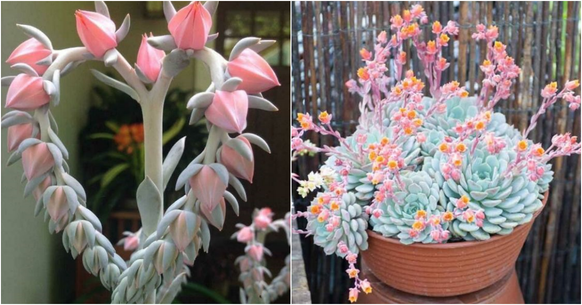 Exploring the Splendor of Succulent Flowers in Spring and Summer
