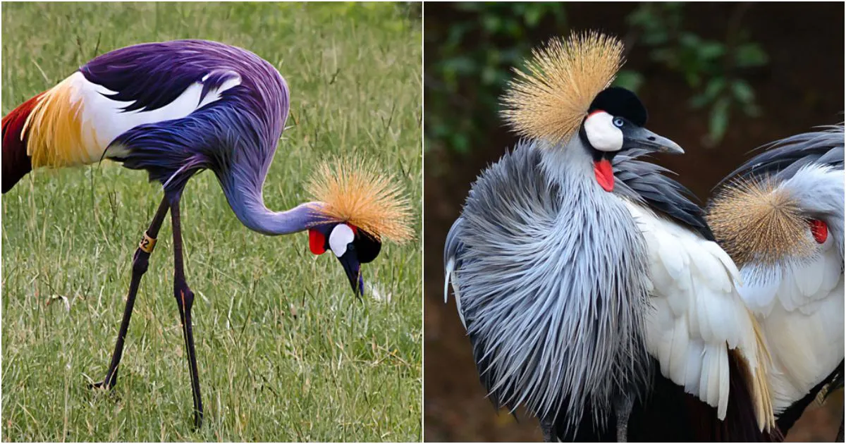 The Elegance of the Grey Crowned Crane: A Regal Marvel of African Skies