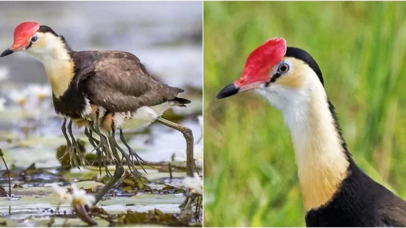 Ten-Legged Wonder: The Extraordinary Tale of the Comb-Crested Jacana