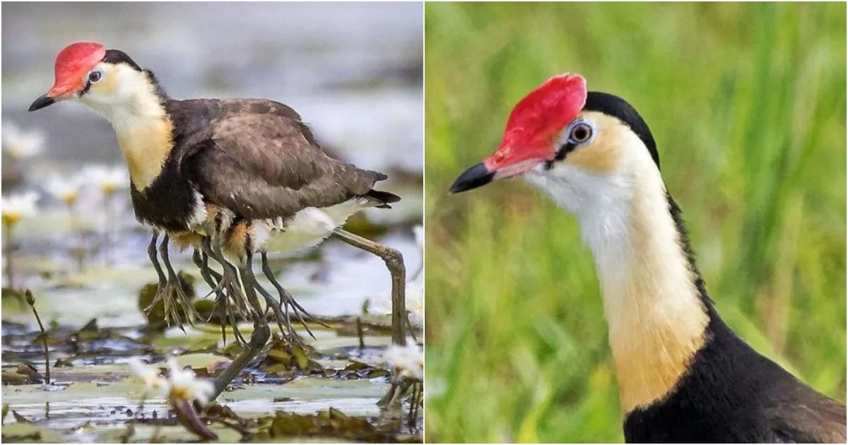 Ten-Legged Wonder: The Extraordinary Tale of the Comb-Crested Jacana