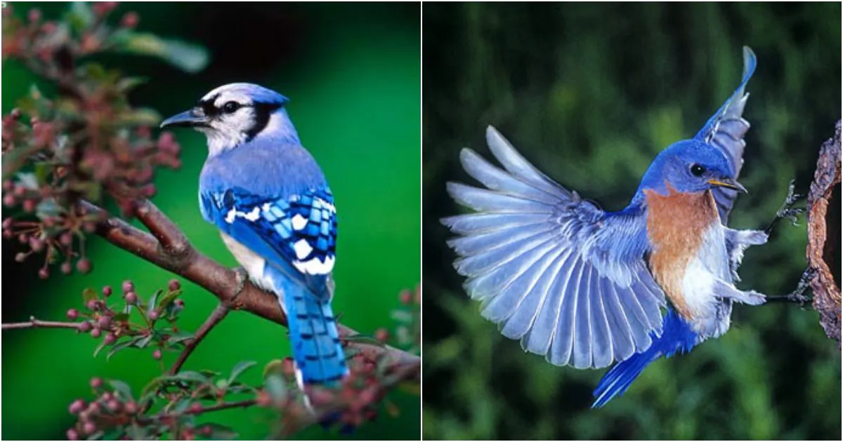 The Enigmatic Blue Jay: A Symphony of Elegance and Ecological Significance