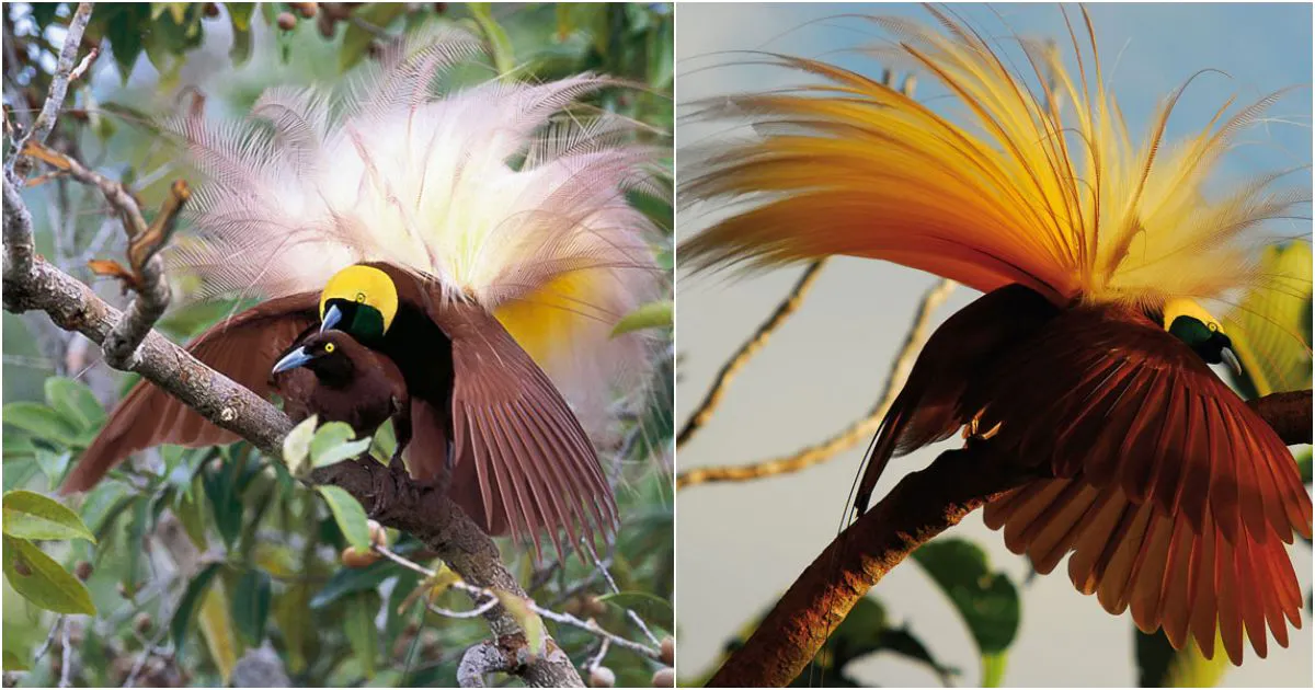 Enchanting Elegance: Safeguarding the Birds of Paradise in a Precarious World